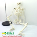 SKELETON06 (12366) Medizin Wissenschaft Klassische Medizinische Anatomie Standard 85 cm Menschen Skelett Modell Puppe